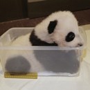 Little Panda Chinese Restaurant photo by Alan l.